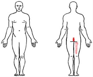 levator ani trigger point