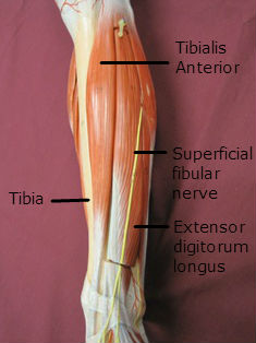 Shin Splints Muscle